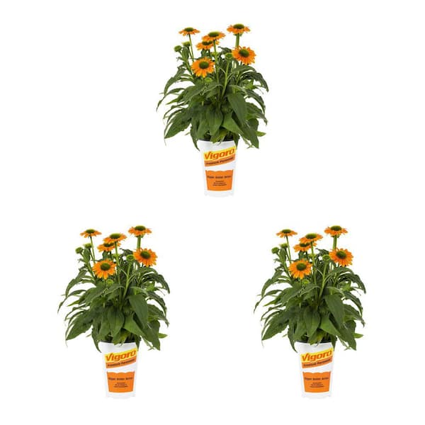 Vigoro 2 Qt. Artisan Soft Orange Cone Flower Echinacea Perennial Plant (3-Pack)