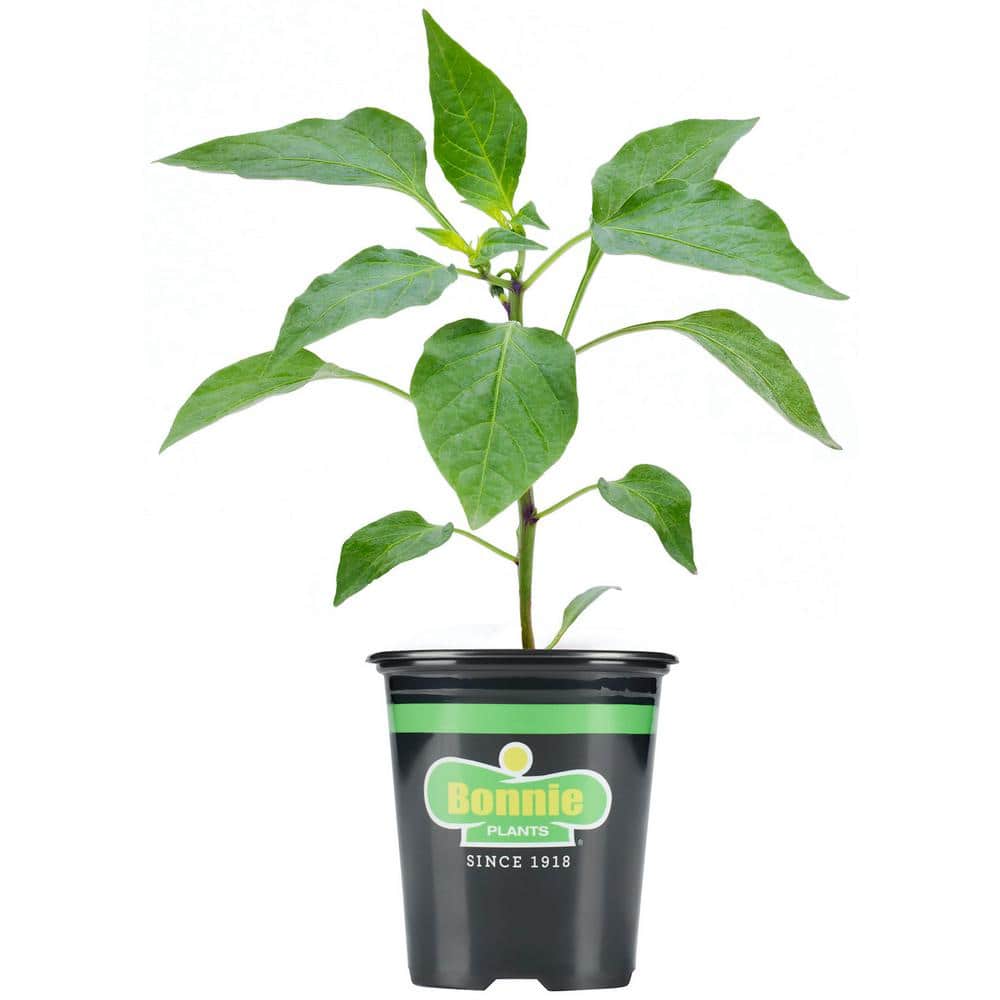UPC 715339011206 product image for 19.3 oz. Bonnie Sweet Green Bell Pepper Plant | upcitemdb.com