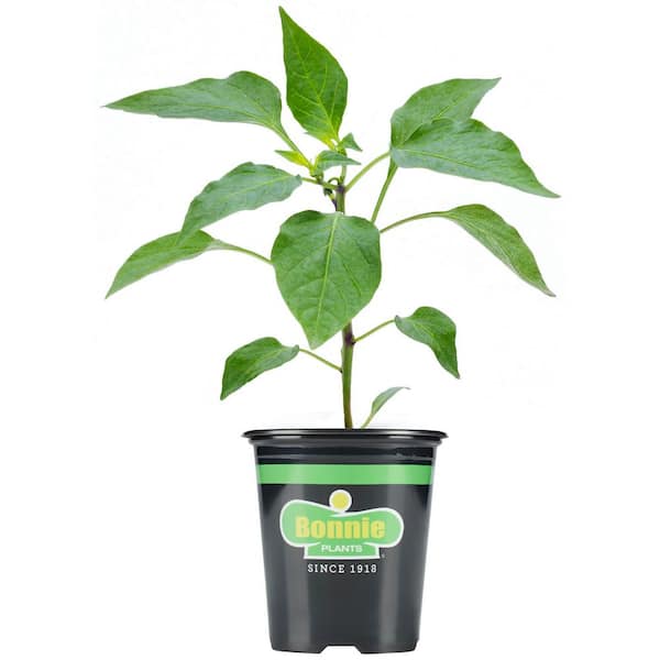 Bonnie Plants Oz Tabasco Hot Pepper Plant The Home Depot