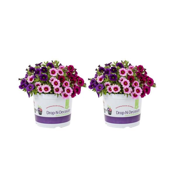 METROLINA GREENHOUSES 3 qt. Drop N Decorate Calibrachoa Million Bells ...