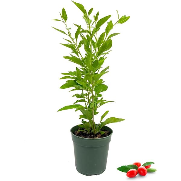 Wekiva Foliage Goji Berry-Live Plant in a 4 in. Growers Pot-Lycium Barbarum-Edible Fruit Bearing Tree for The Patio and Garden