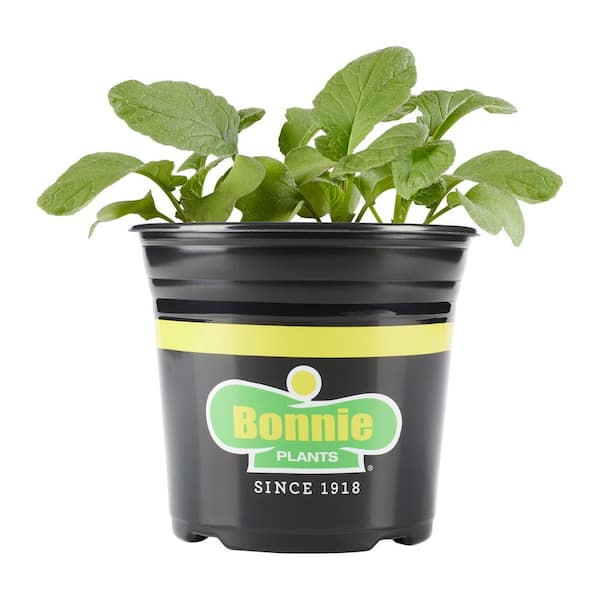 2 Qt. Red Radish Plant