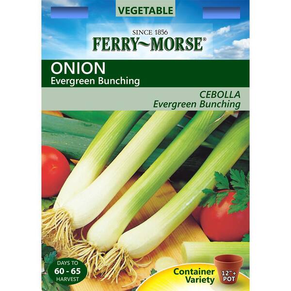 Ferry-Morse Evergreen Bunching Onion Seed