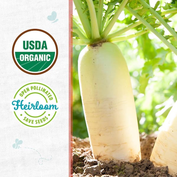 Radish Seeds - Daikon | Heirloom Non-GMO Vegetable Radish Garden Seed
