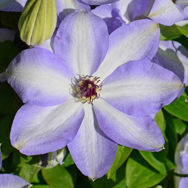 Spring Hill Nurseries 3 In. Pot Ivan Olsson Clematis Live Perennial Plant Vine with White and Blue Flowers (1-Pack)