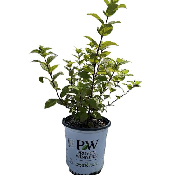 2 Gal. Fire Light Hydrangea (Hydrangea paniculata) Live Flowering Plant with Creamy-White Turning to Vivid Red Flowers