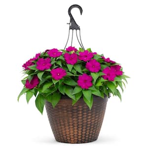 2 Gal. Compact Purple SunPatiens Impatiens Outdoor Annual Plant with Purple Flowers in 12 In. Hanging Basket