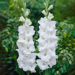 12 cm/14 cm, White Polar Bear Gladiolus Flower Bulbs (Bag of 30)