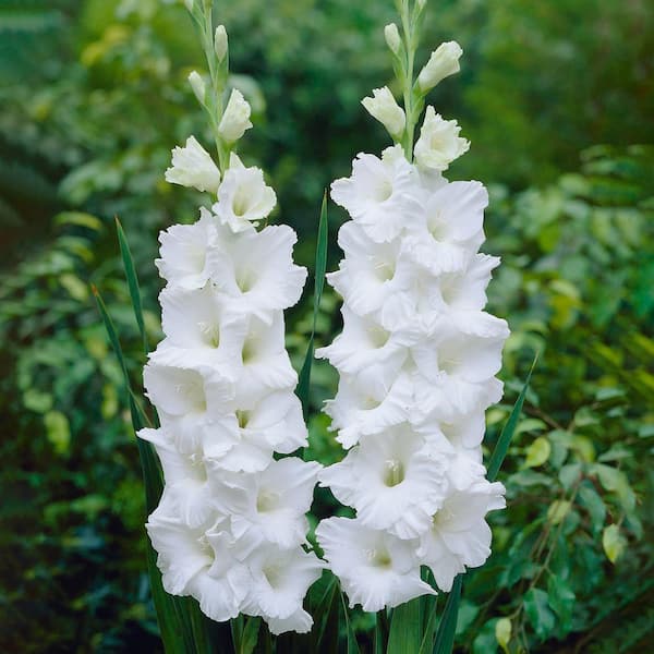 Garden State Bulb 12 cm/14 cm, White Polar Bear Gladiolus Flower Bulbs (Bag of 90)