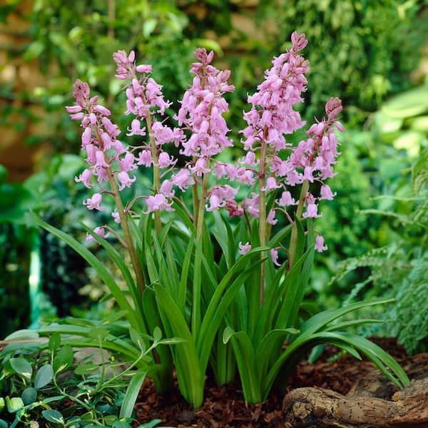 Garden State Bulb 8/10 cm Pink Wood Hyacinth Flower Bulbs (Bag of 100)