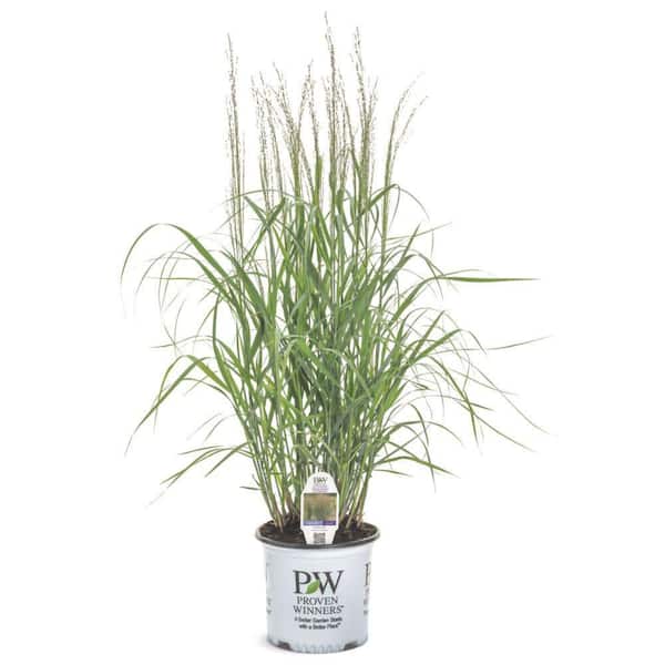 Proven Winners 0.65 Gal. Prairie Winds October Sky Switch Grass