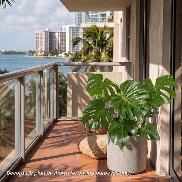 United Nursery Monstera Deliciosa Split-Leaf Philodendron Live Swiss Cheese  Plant in 9.25 inch Grower Pot 21887 - The Home Depot