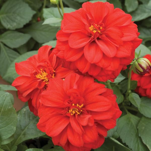 1 Gal. Double Flower Red Dahlia Plant
