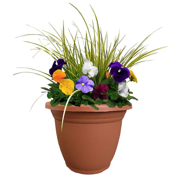Unbranded 11 in. Pansy Annual Plant in Decorative Pot with Pastel Colored Blooms and Acorus Grass