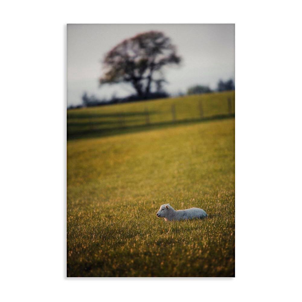 Lamb in Lush Farmland by Thomas Tepstad Berge Unframed Nature Graphic Art Print 45 in. x 30 in. price history on PriceWatchPro
