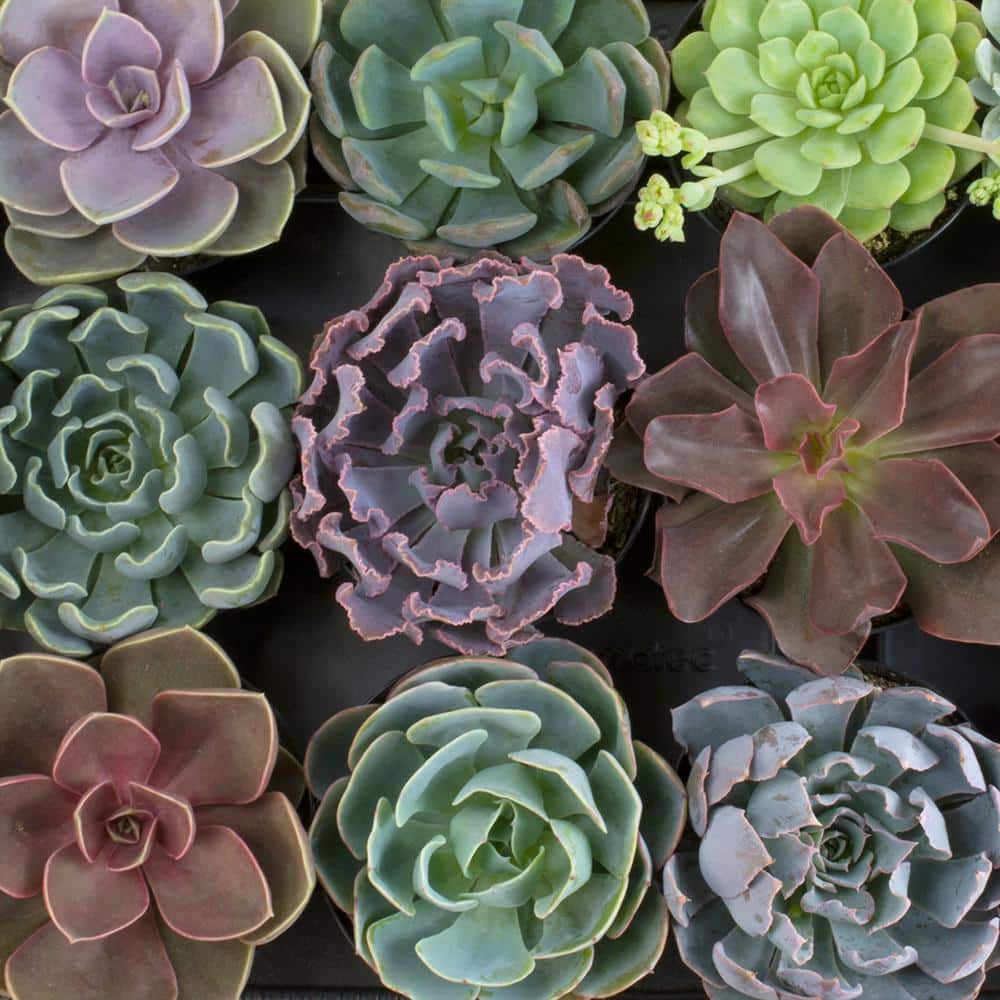 Assorted 3.5" Echeveria Succulent Plants in Black Pots (6-Pack)