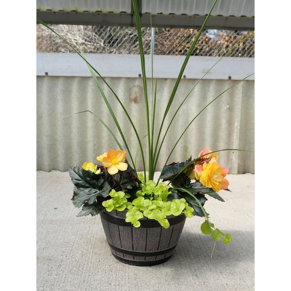3.0 qt. Whiskey Barrel Planter Begonia, Lysimachia, and Dracaena