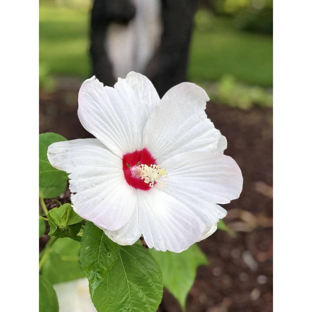 Wekiva Foliage White and Red Flower Hibiscus Tree-Live Plant in a