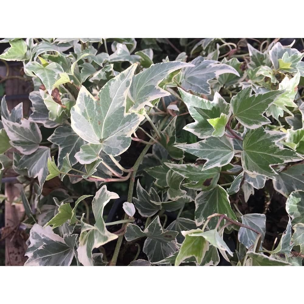 Wekiva Foliage Kolibri Ivy-Live Plant in a 4 in. Pot-Hedera Helix