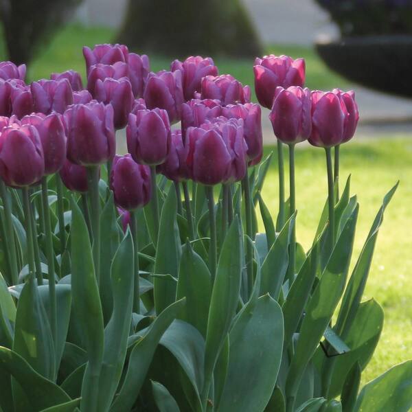 Longfield Gardens Tulip Purple Lady Bulbs (100-Pack)