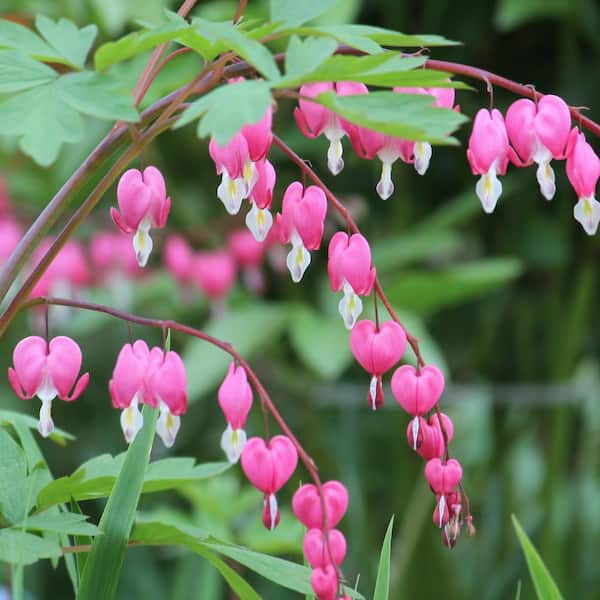 national PLANT NETWORK Bareroot Dicentra Dwarf Bleeding Hearts Perennial Plant with Pink Flowers (4-Pack)