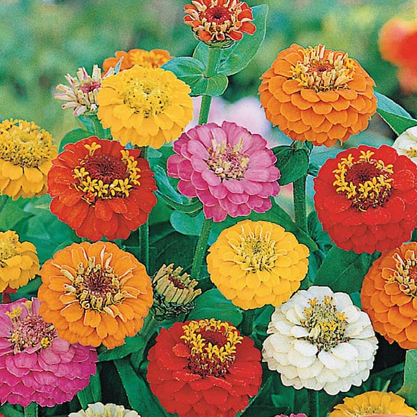Ferry-Morse Zinnia Lilliput Mixed Colors Flower Seeds 6806 - The
