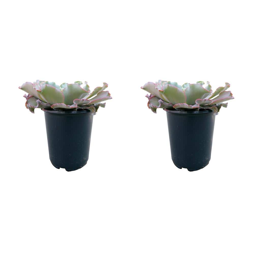 2.5 QT Echeveria Giant Blue Perennial Plant with No Flowers - 2 Pack