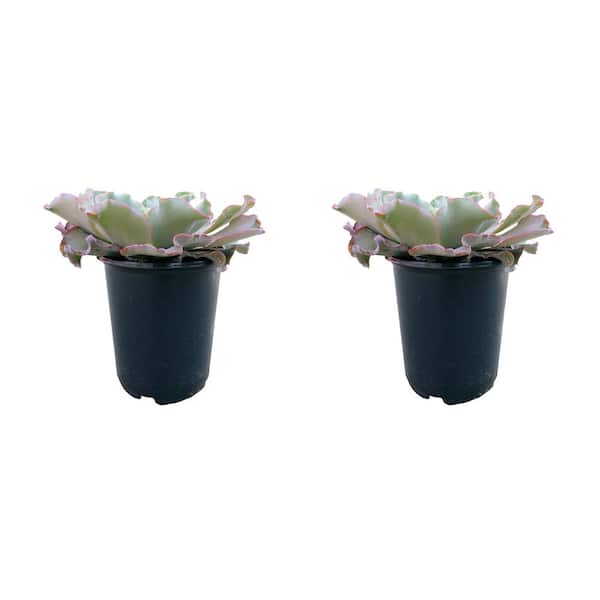 Unbranded 2.5 QT Echeveria Giant Blue Perennial Plant with No Flowers - 2 Pack