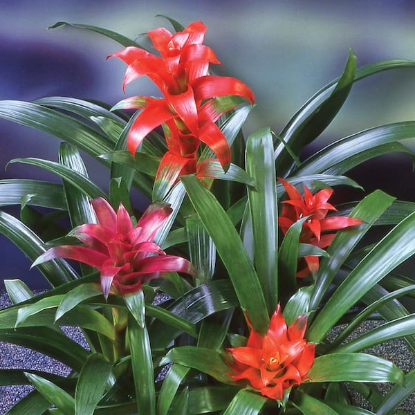 Unbranded Bromeliad (Guzmania) Hanging Plant with Mixed Flowers in 6 in. Plastic Pot
