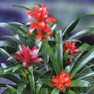4 in. Bromeliad (Guzmania) Hanging Plant with Mixed Flowers