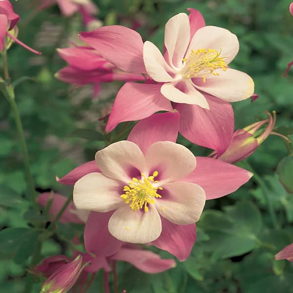 Unbranded #1 Songbird Robin Red Columbine Plant