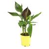 ALTMAN PLANTS 4 qt. Canna Kaleidoscope Lily Garden Perennial Outdoor Plant with Multi-Colored Red Blooms in Grower Pot 0881319