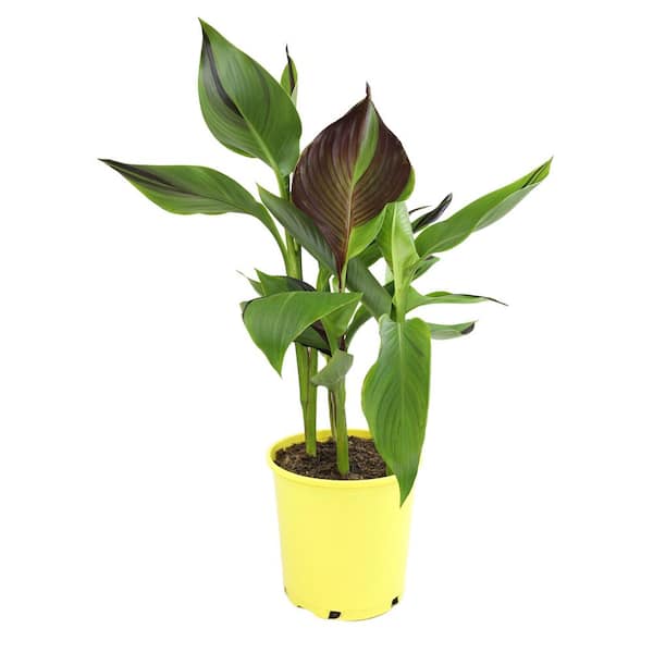 ALTMAN PLANTS 4 qt. Canna Kaleidoscope Lily Garden Perennial Outdoor Plant with Multi-Colored Red Blooms in Grower Pot