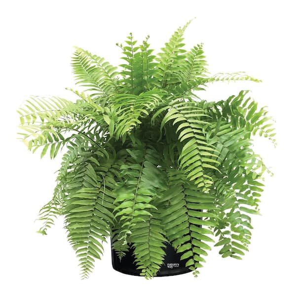 Spider Plant 6 in. Pot (2-Pack) THD100007 - The Home Depot
