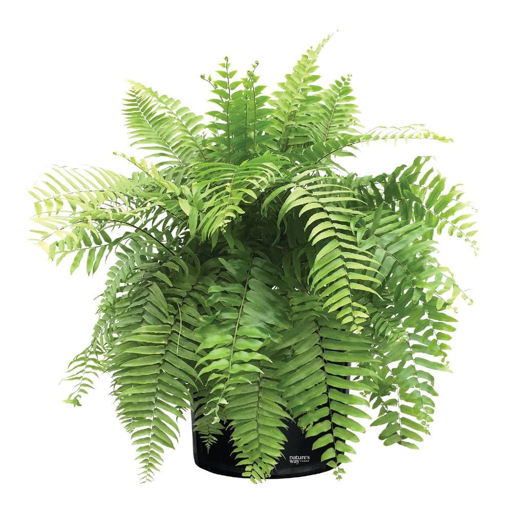 Fern Macho Live Outdoor Plant in Growers Pot Avg Shipping Height 2 ft. to 3 ft. Tall price history on PriceWatchPro