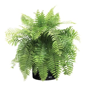 Fern Macho Live Outdoor Plant in Growers Pot Avg Shipping Height 2 ft. to 3 ft. Tall