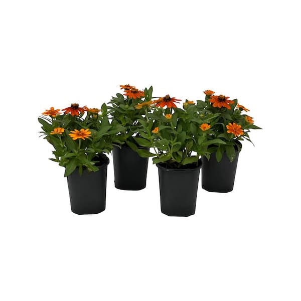 1.38 Pt Zinna Profusion Orange Flower in Grower's Pot (4-Pack)