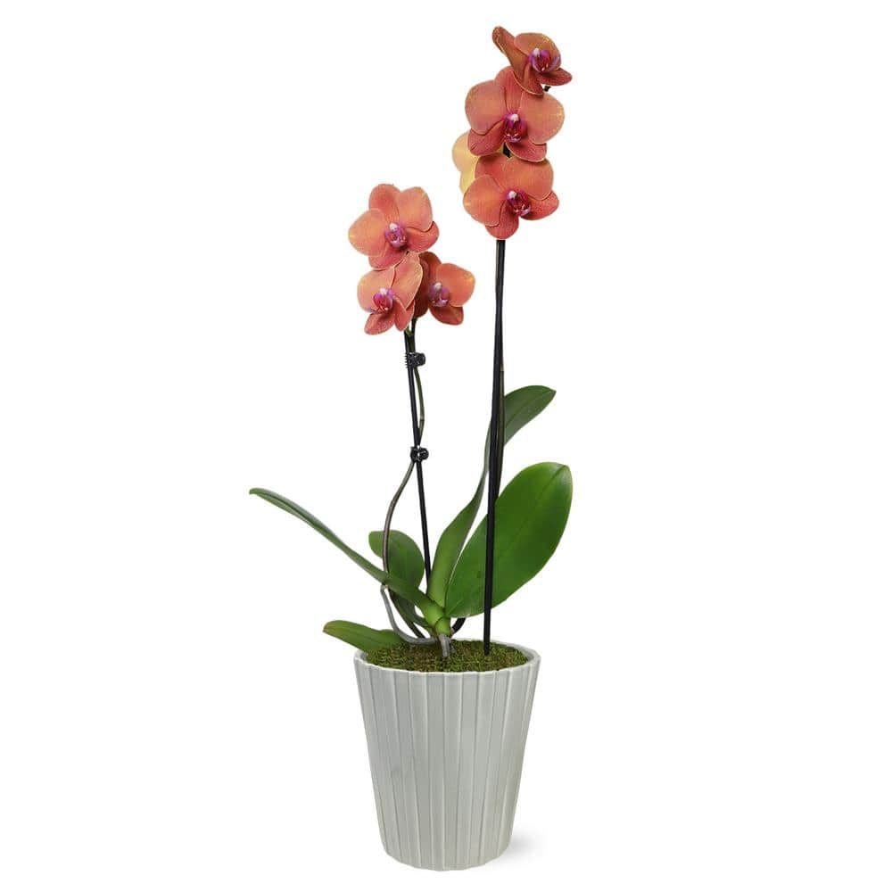 Premium Orchid (Phalaenopsis) Salmon Plant in 5 in. Grey Ceramic Pottery -  Just Add Ice, J5018