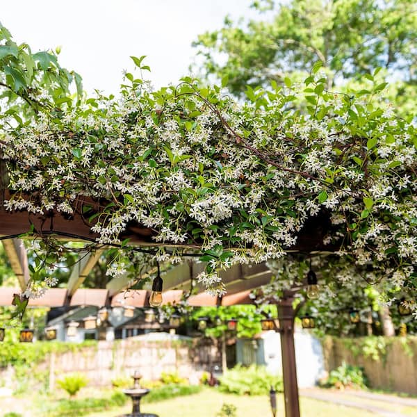 Perfect Plants Star Jasmine Vining Shrub 3G. Growers Pot