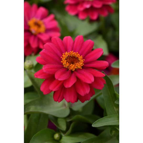 Unbranded 1.27 qt. Zinnia Zahara Double Cherry Plant (6-Pack)