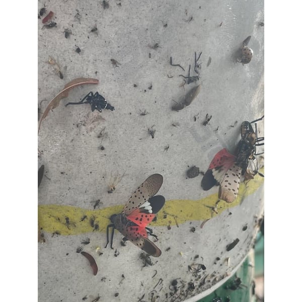 Pic Spotted Lantern Fly Trap, SLF