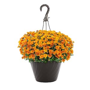 1.25 Gal. Orange Mum Chrysanthemum Maristone Hanging Basket Perennial Plant (1-Pack)