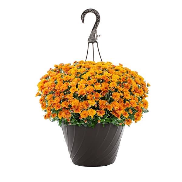 METROLINA GREENHOUSES 1.25 Gal. Orange Mum Chrysanthemum Maristone Hanging Basket Perennial Plant (1-Pack)