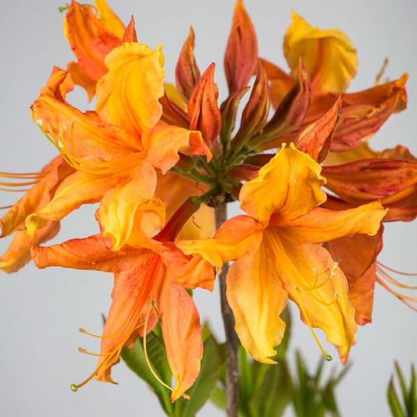 Southern Living Plant Collection 2.5 Qt. Sunbow Azalea Solar Ray - Deciduous Shrub with Yellow-Orange Blooms