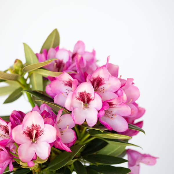 2.5 Qt. Radiance Southgate Rhododendron, Live Evergreen Shrub, Deep Lavender Buds open to Light Purple Blooms