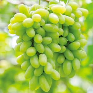 Grapes Marquis Seedless Plant (Set of 1)
