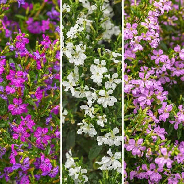 national PLANT NETWORK 2.5 in. Cuphea Enchantia Hawaiian Heather Perennial Plant with Multicolor Flowers (6-Pack)