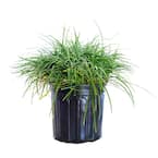 2.5 qt. Mondo Grass - Groundcover Plant