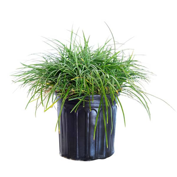 FLOWERWOOD 2.5 qt. Mondo Grass - Groundcover Plant