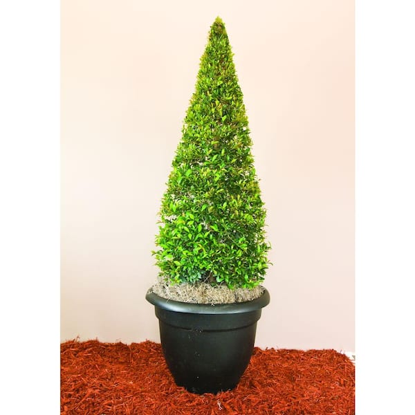 Unbranded 22.7 l Lg Eugenia Shrub Globulus Cone